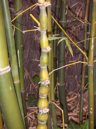 Buddha's Belly Bamboo
